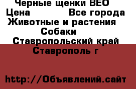 Черные щенки ВЕО › Цена ­ 5 000 - Все города Животные и растения » Собаки   . Ставропольский край,Ставрополь г.